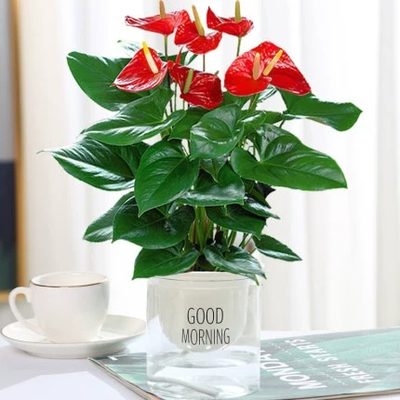 白掌花卉排行榜 24款优良白掌花卉推荐