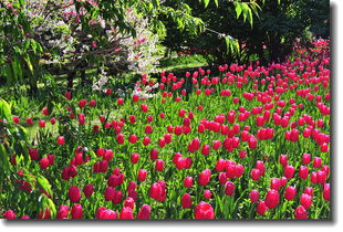 花卉杂片植物园与网络技术开发的融合创新